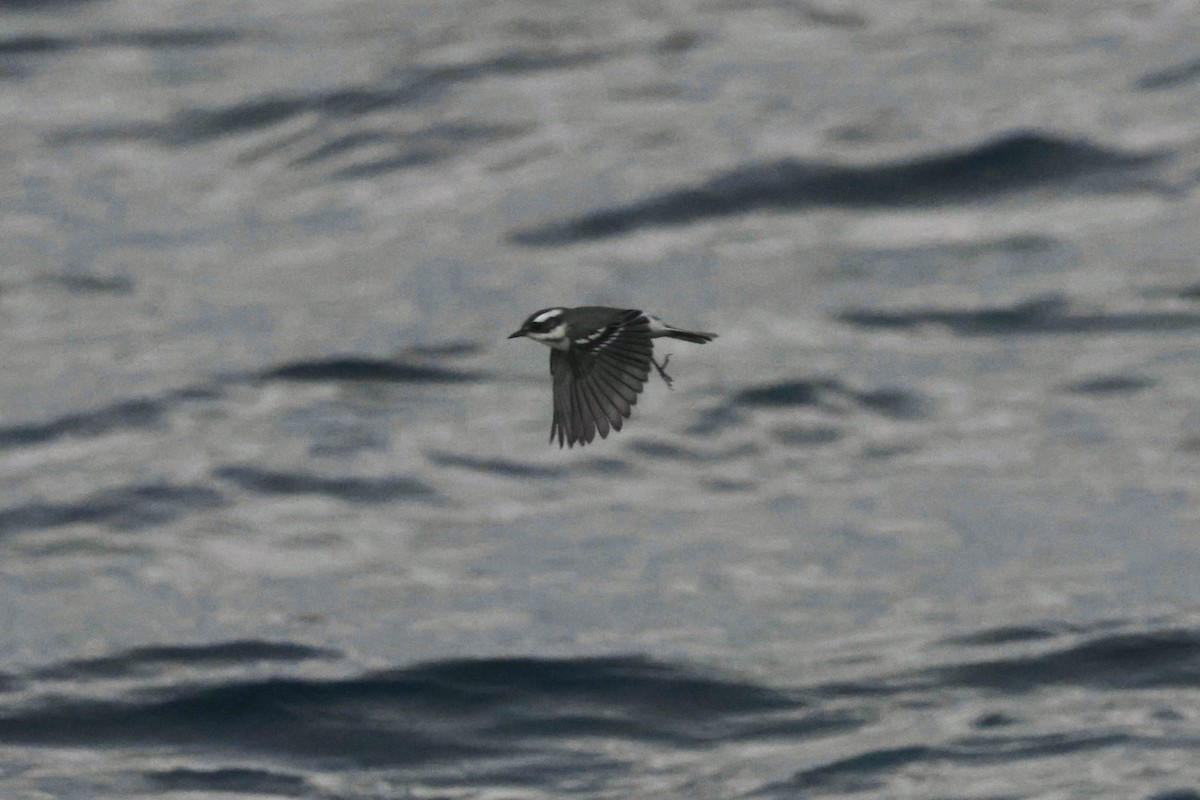 Black-throated Gray Warbler - ML643888604