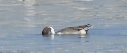 Northern Pintail - ML643888611