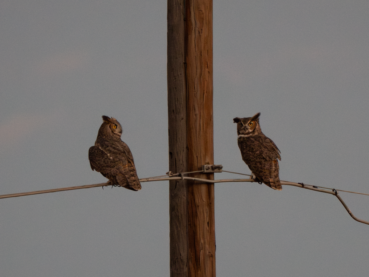 Great Horned Owl - ML643888614