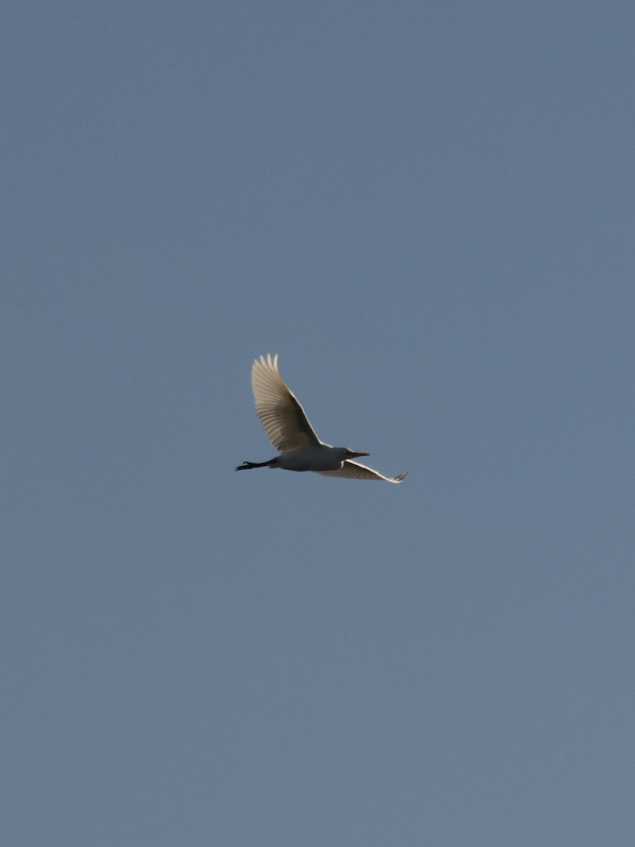 Western Cattle-Egret - ML643888676
