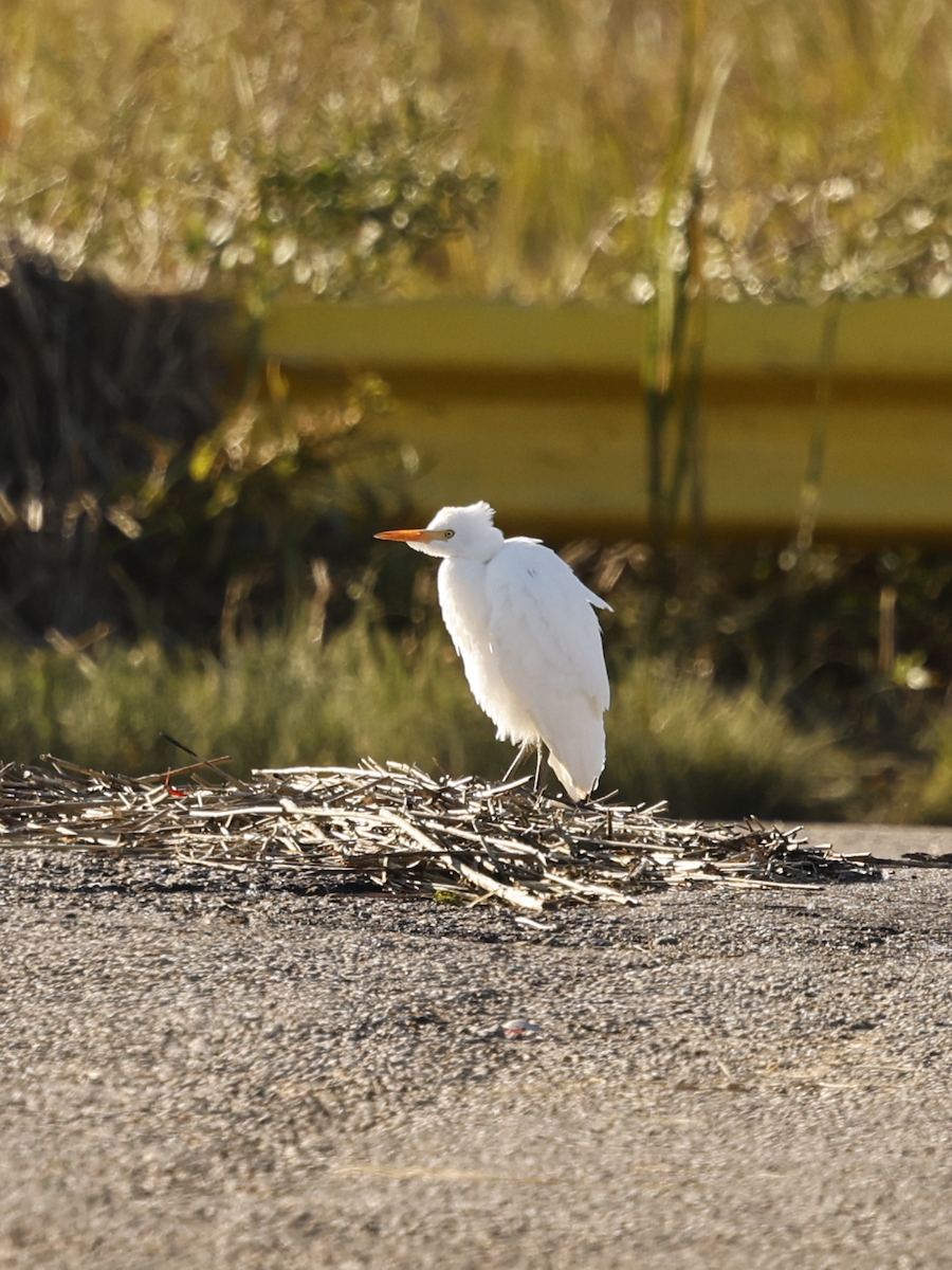 Western Cattle-Egret - ML643888678