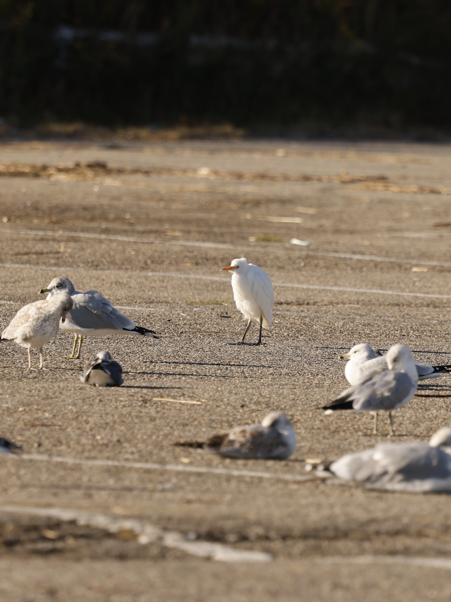 Western Cattle-Egret - ML643888679