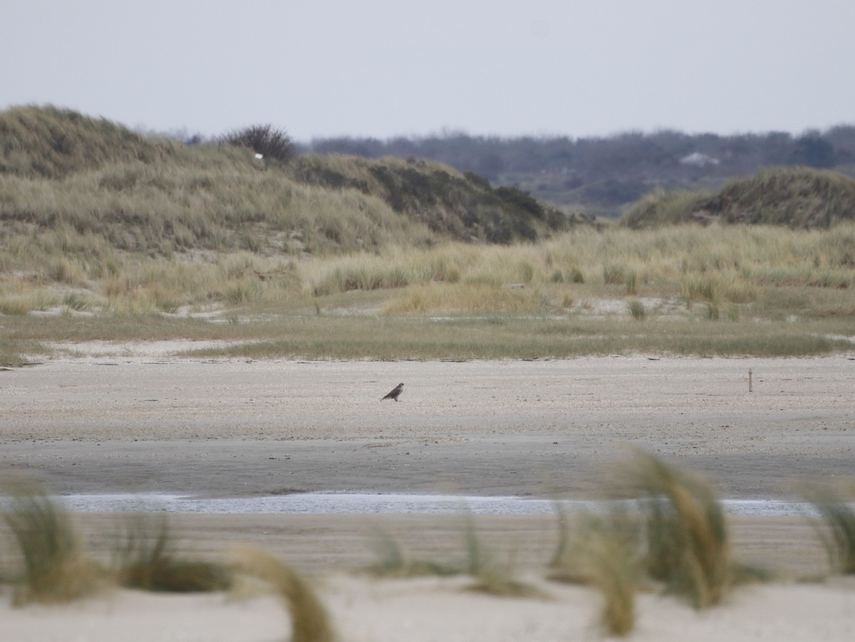 Gerfalke - ML643888691