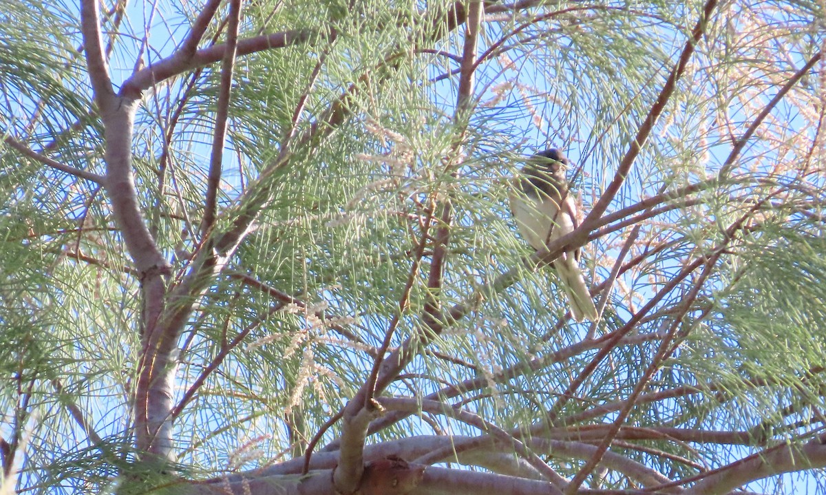 Dark-eyed Junco - ML643888699