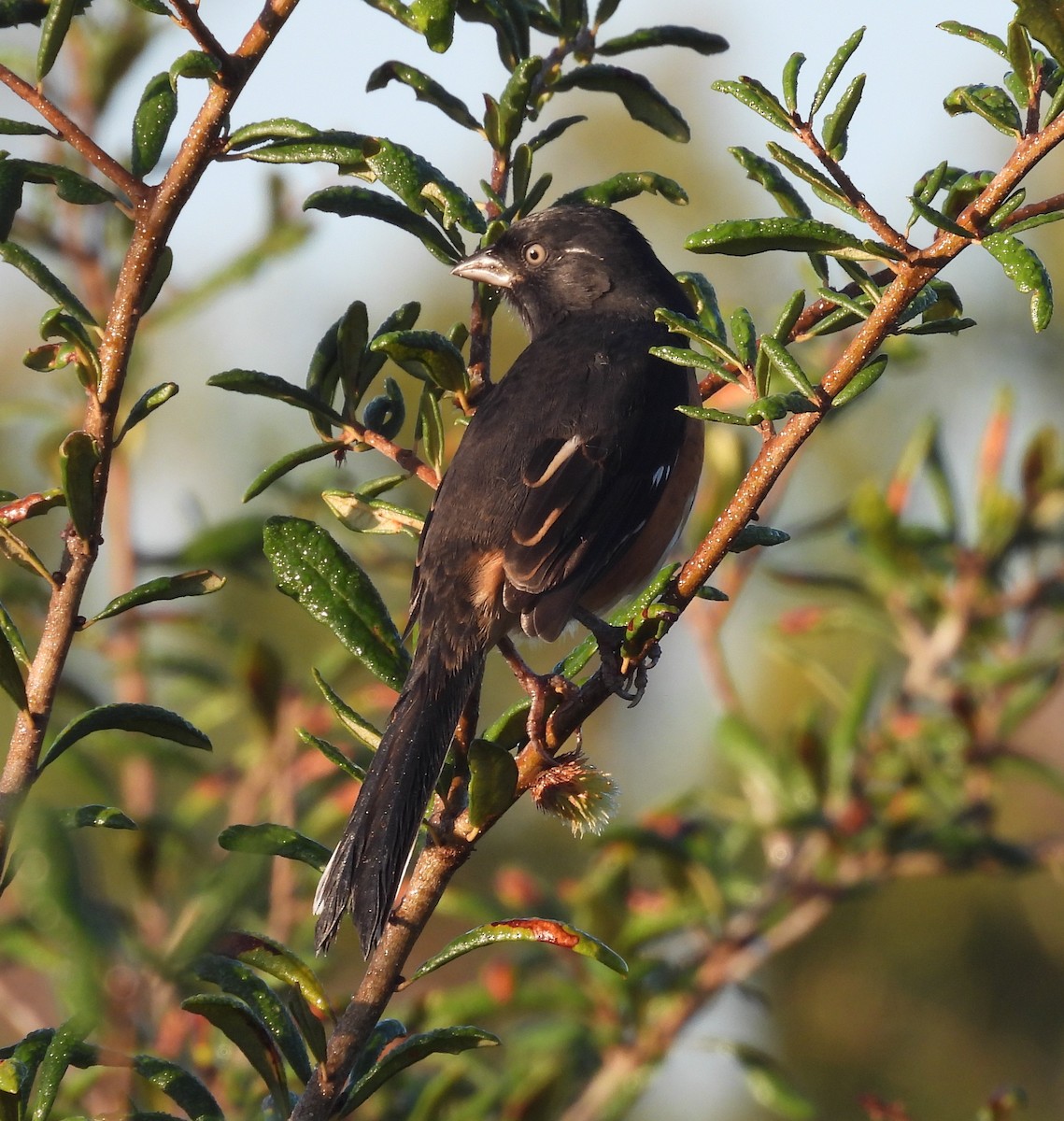 Eastern Towhee - ML643888714