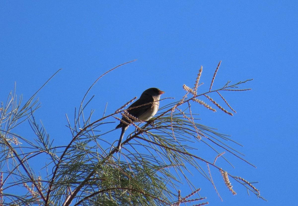Dark-eyed Junco - ML643888718