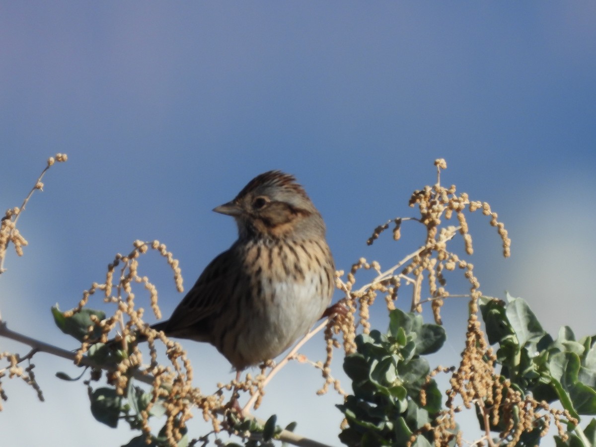 Lincoln's Sparrow - ML643888723