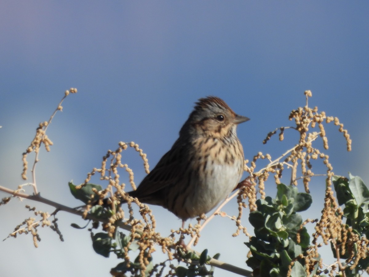 Lincoln's Sparrow - ML643888724