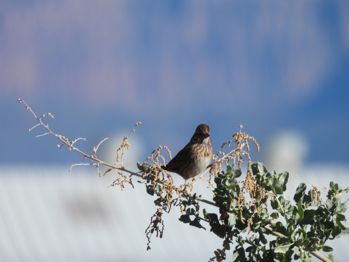 Lincoln's Sparrow - ML643888725