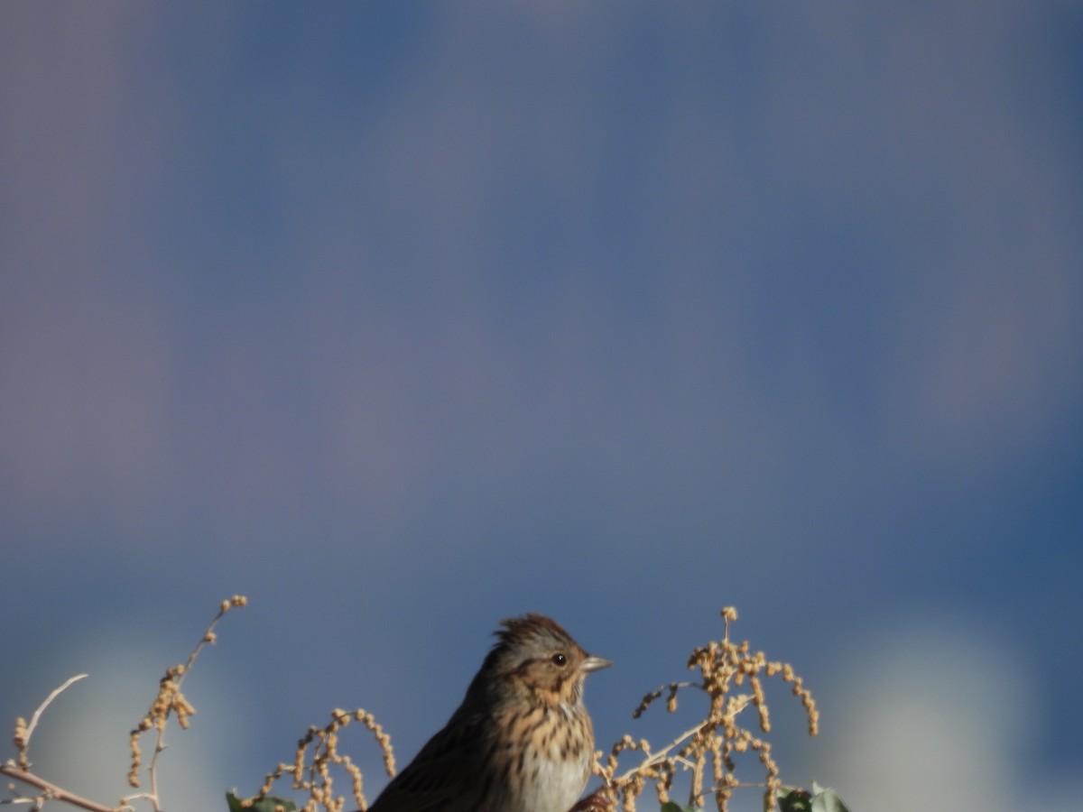 Lincoln's Sparrow - ML643888726