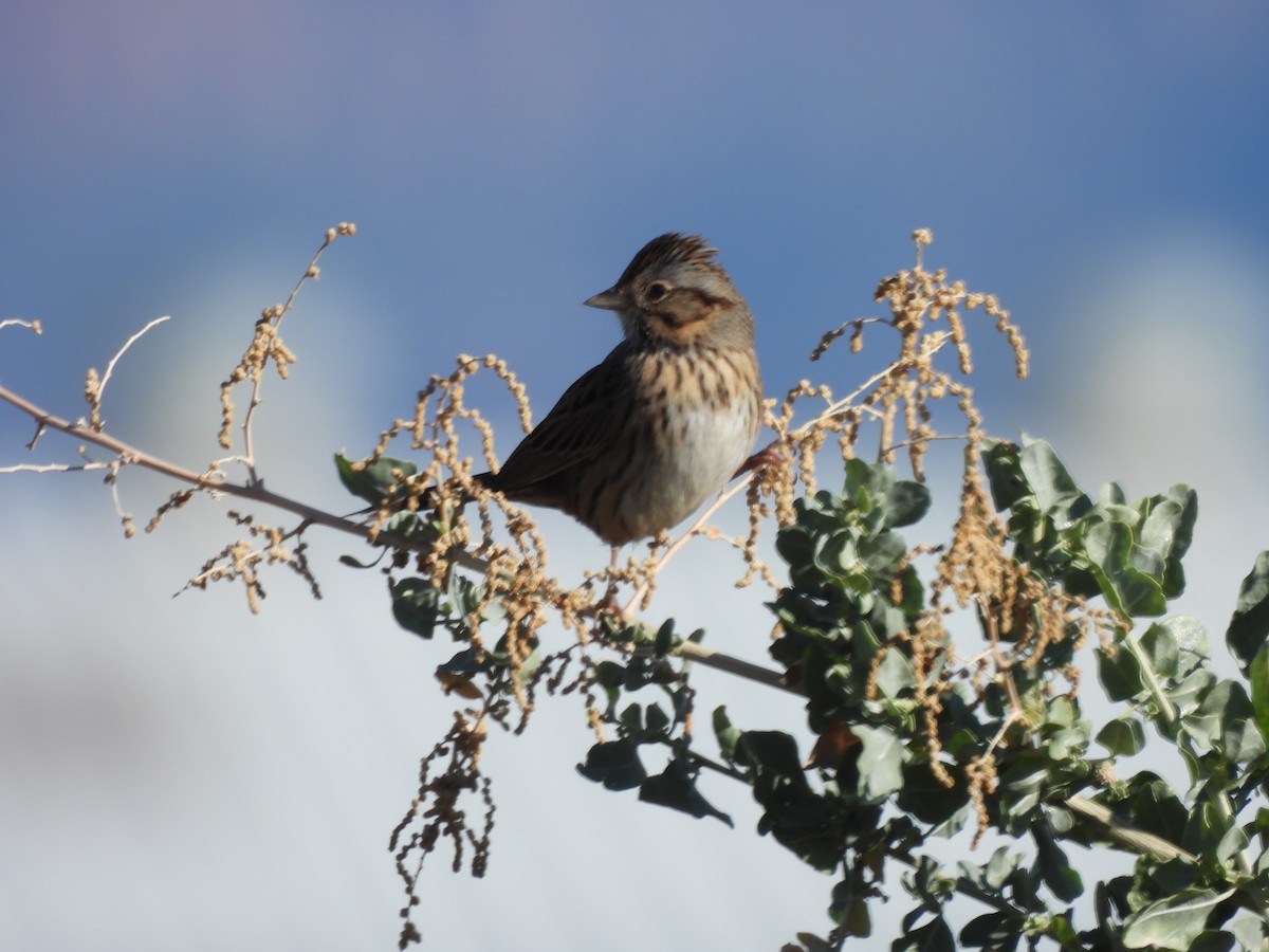 Lincoln's Sparrow - ML643888727