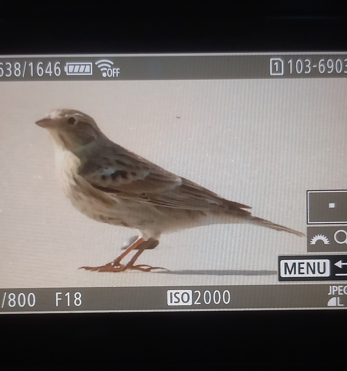 Chestnut-collared Longspur - ML643888730