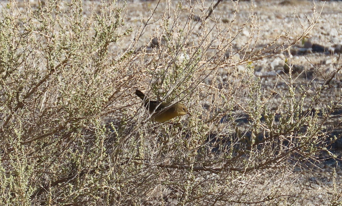Common Yellowthroat - ML643888739