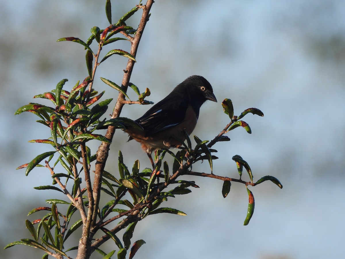 Eastern Towhee - ML643888763