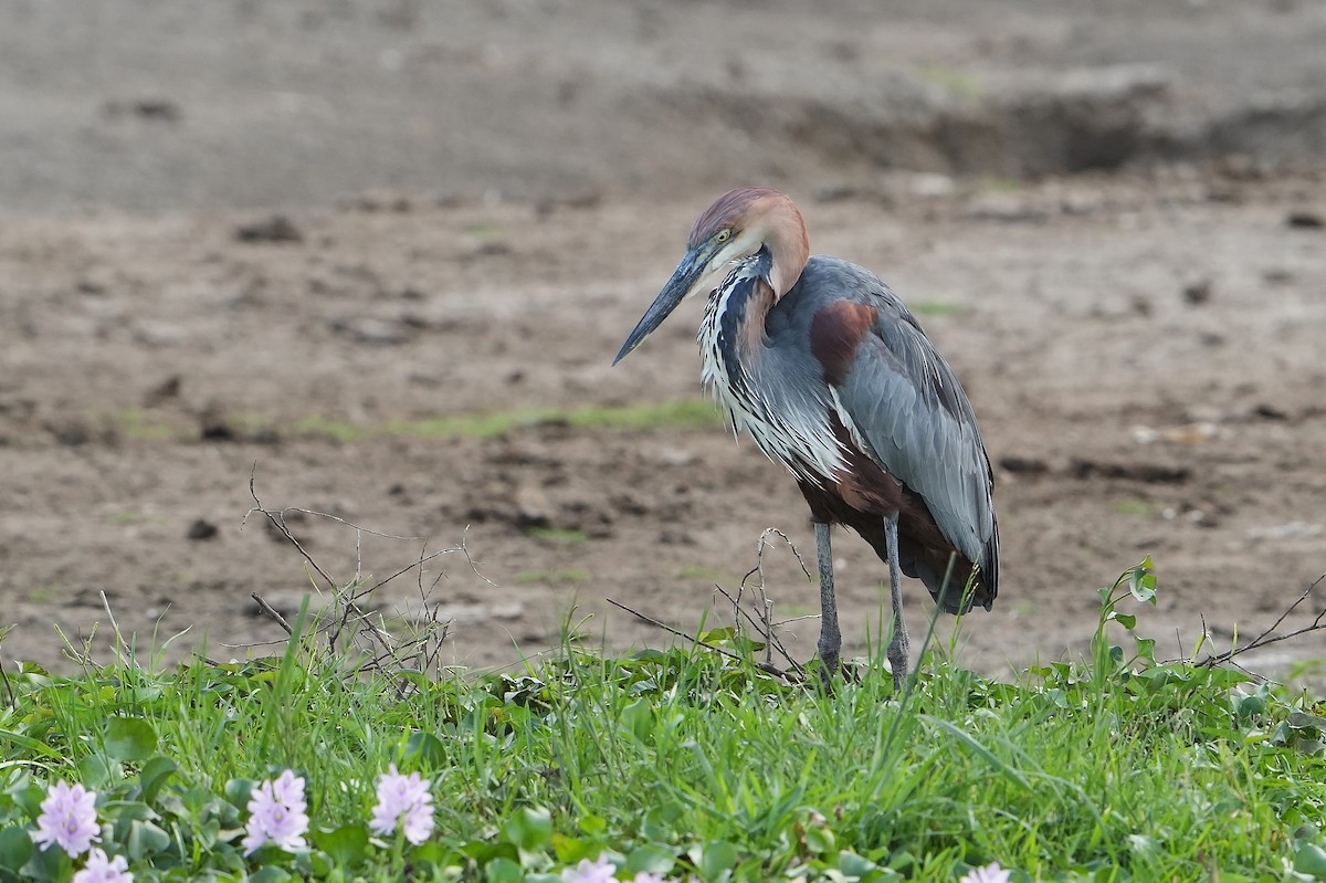 Goliath Heron - ML643888782