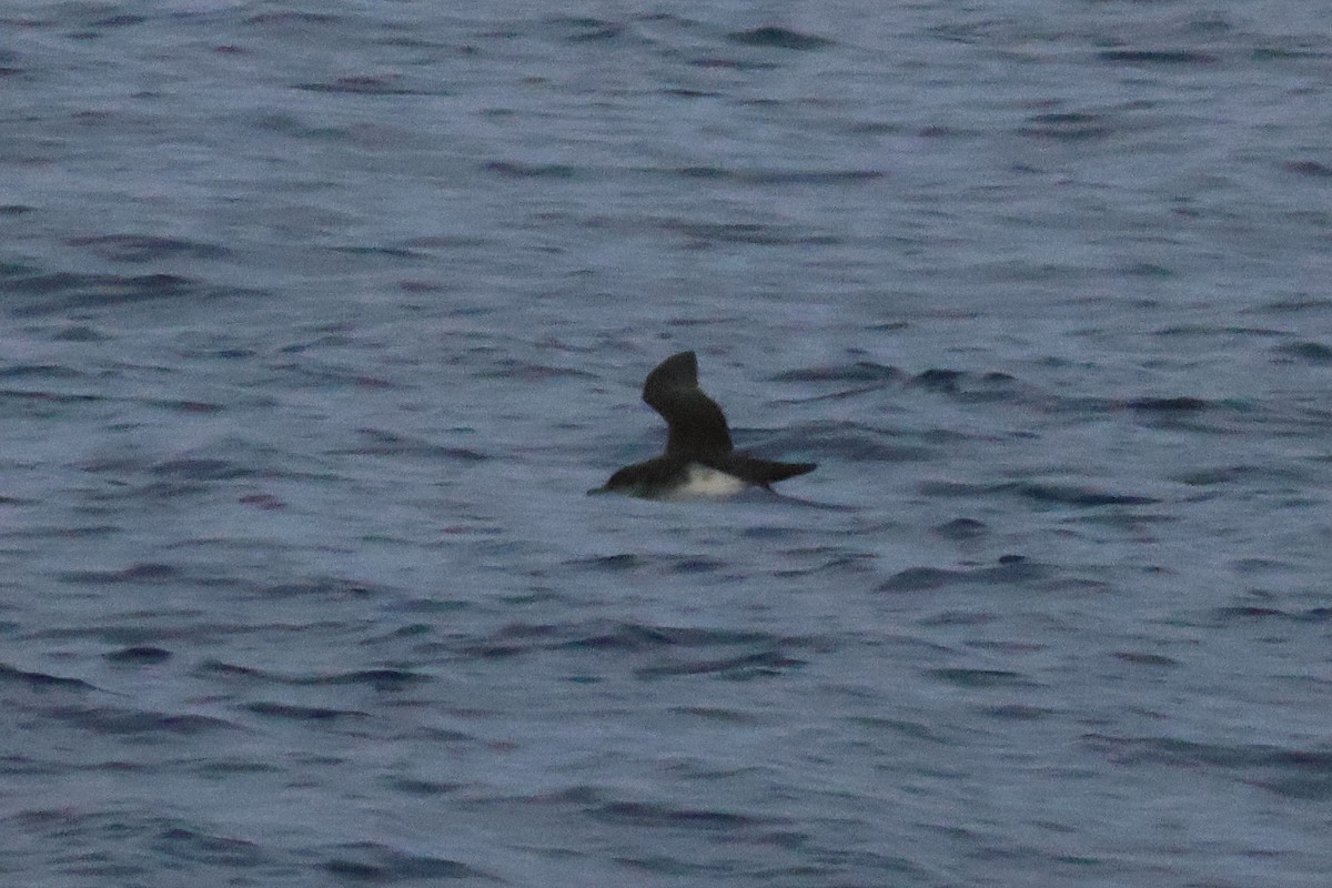 Black-vented Shearwater - ML643888788