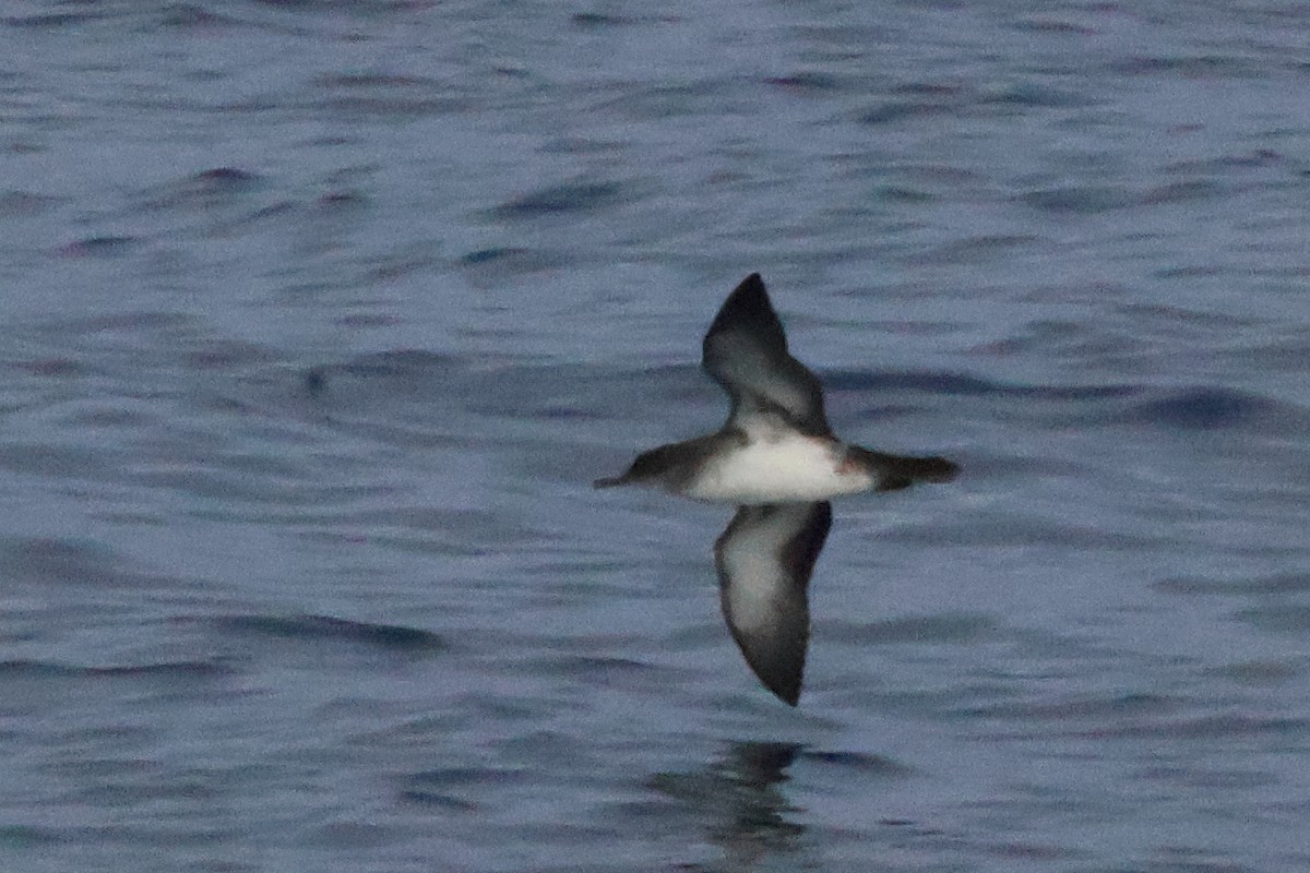 Black-vented Shearwater - ML643888789