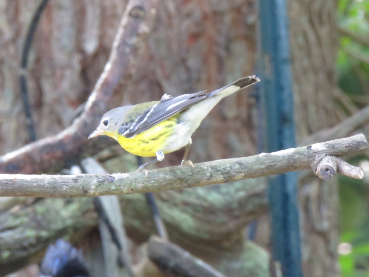Magnolia Warbler - ML643888806