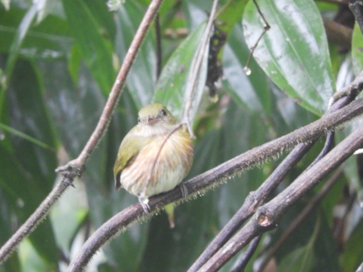 Striolated Manakin - ML643888810
