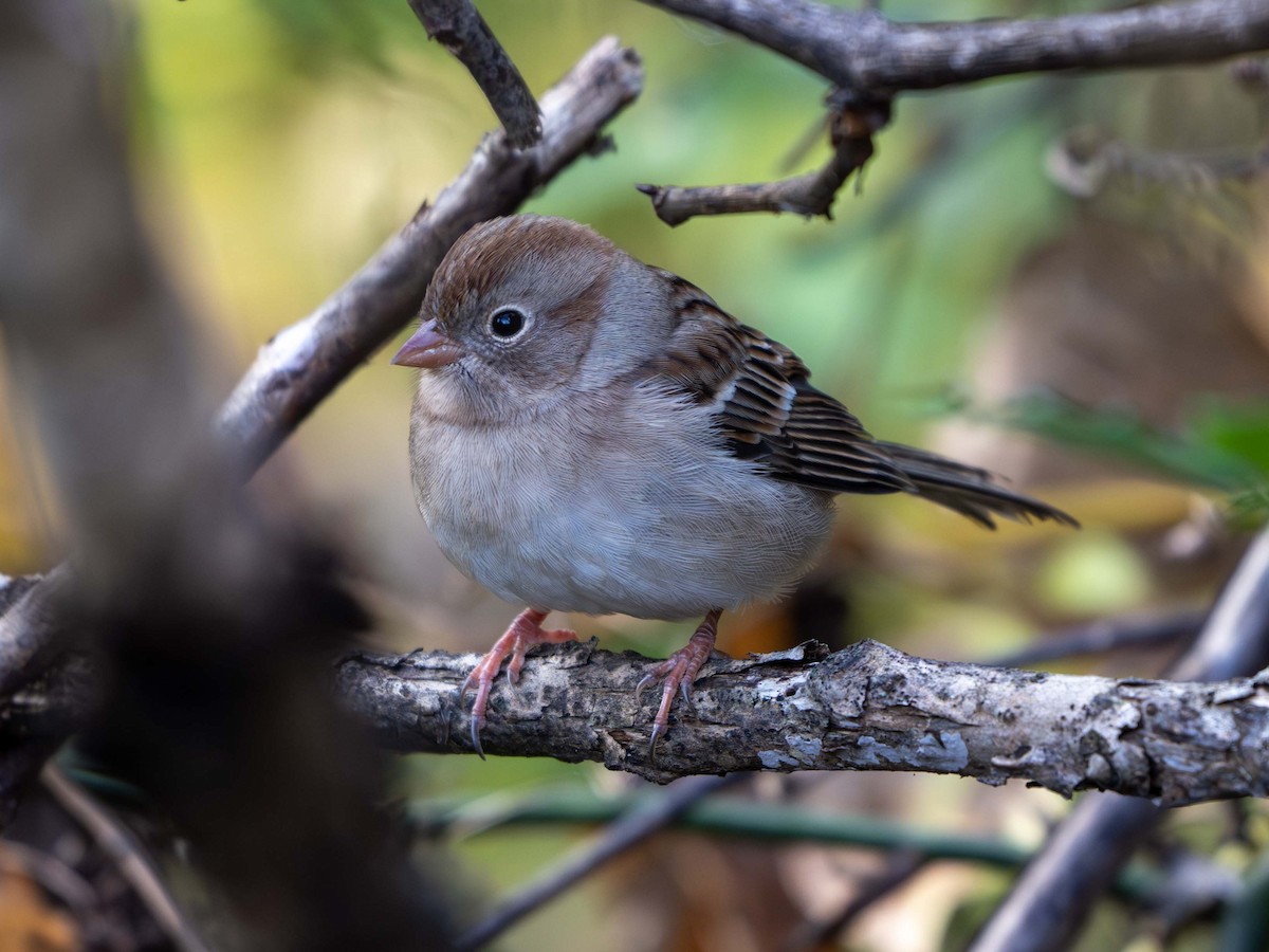 Field Sparrow - ML643888819
