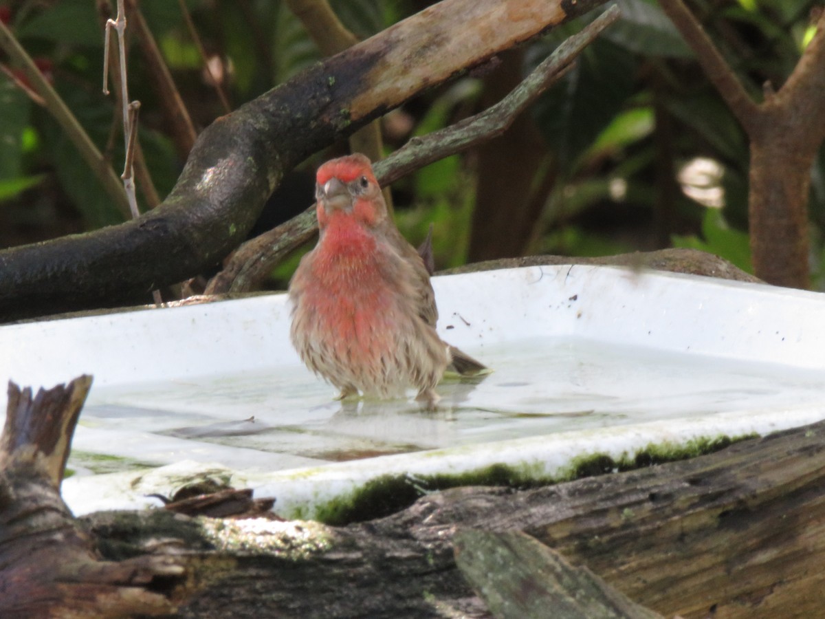 House Finch - ML643888821