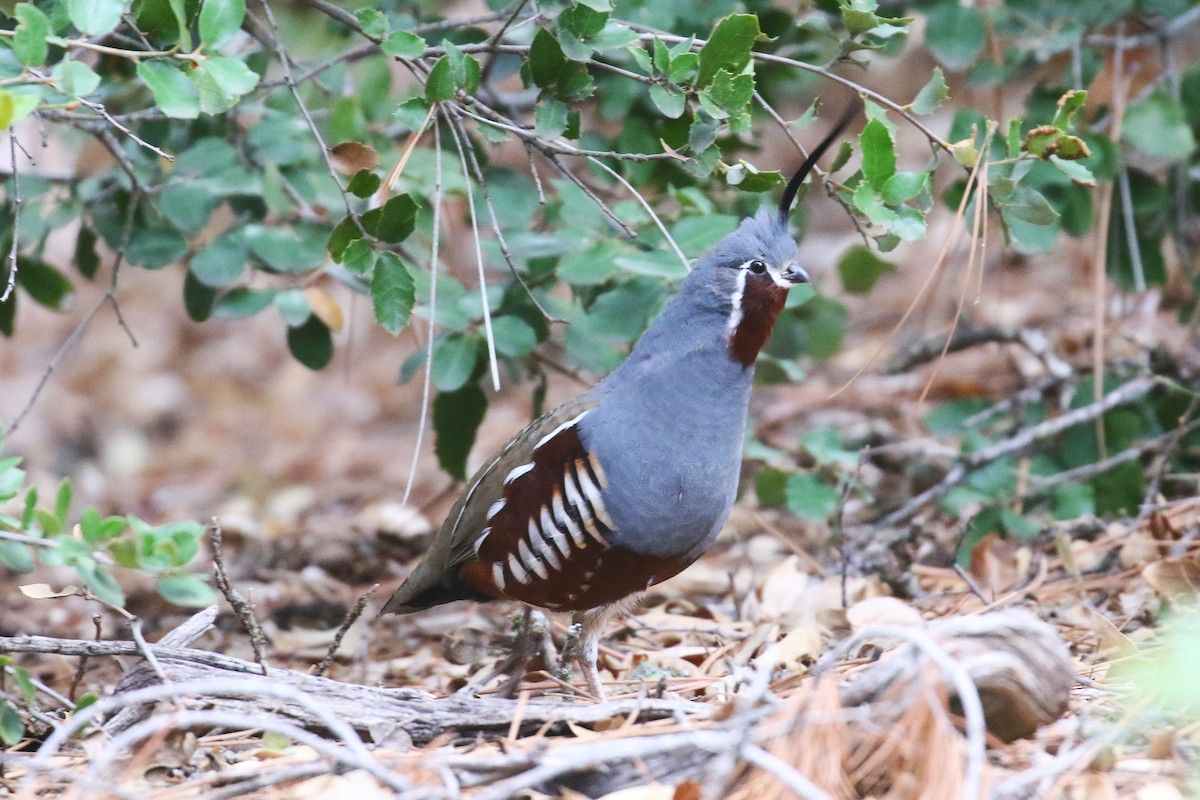 Mountain Quail - ML643888824