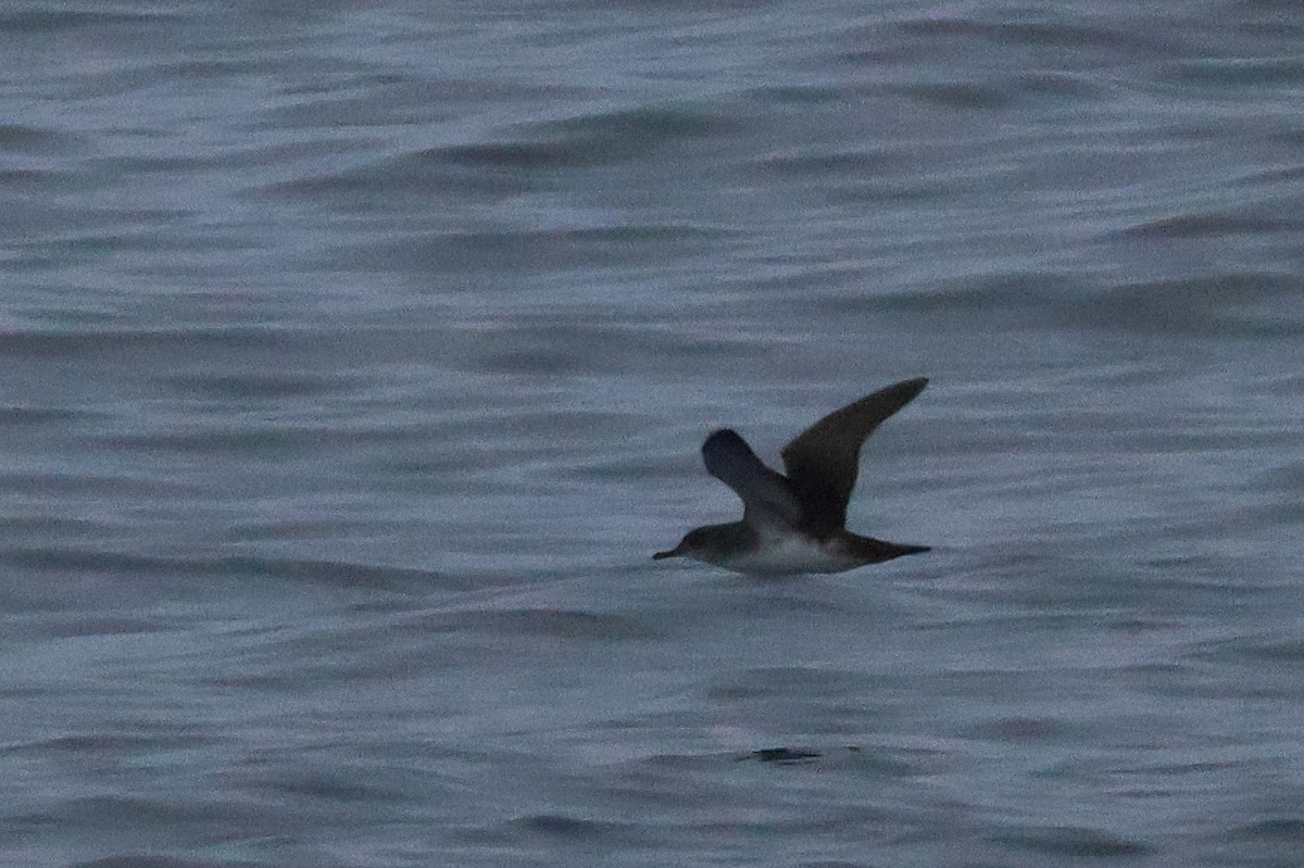 Black-vented Shearwater - ML643888825