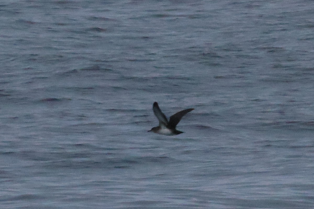 Black-vented Shearwater - ML643888826