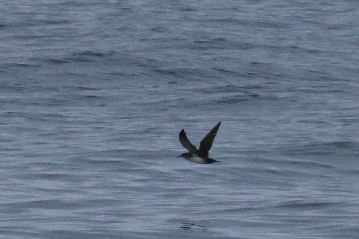 Black-vented Shearwater - ML643888827