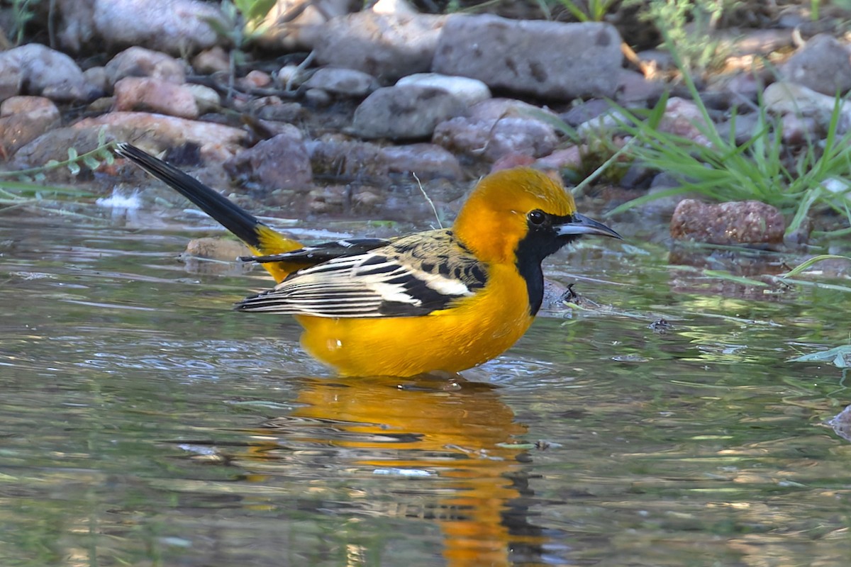 Hooded Oriole - ML643888829
