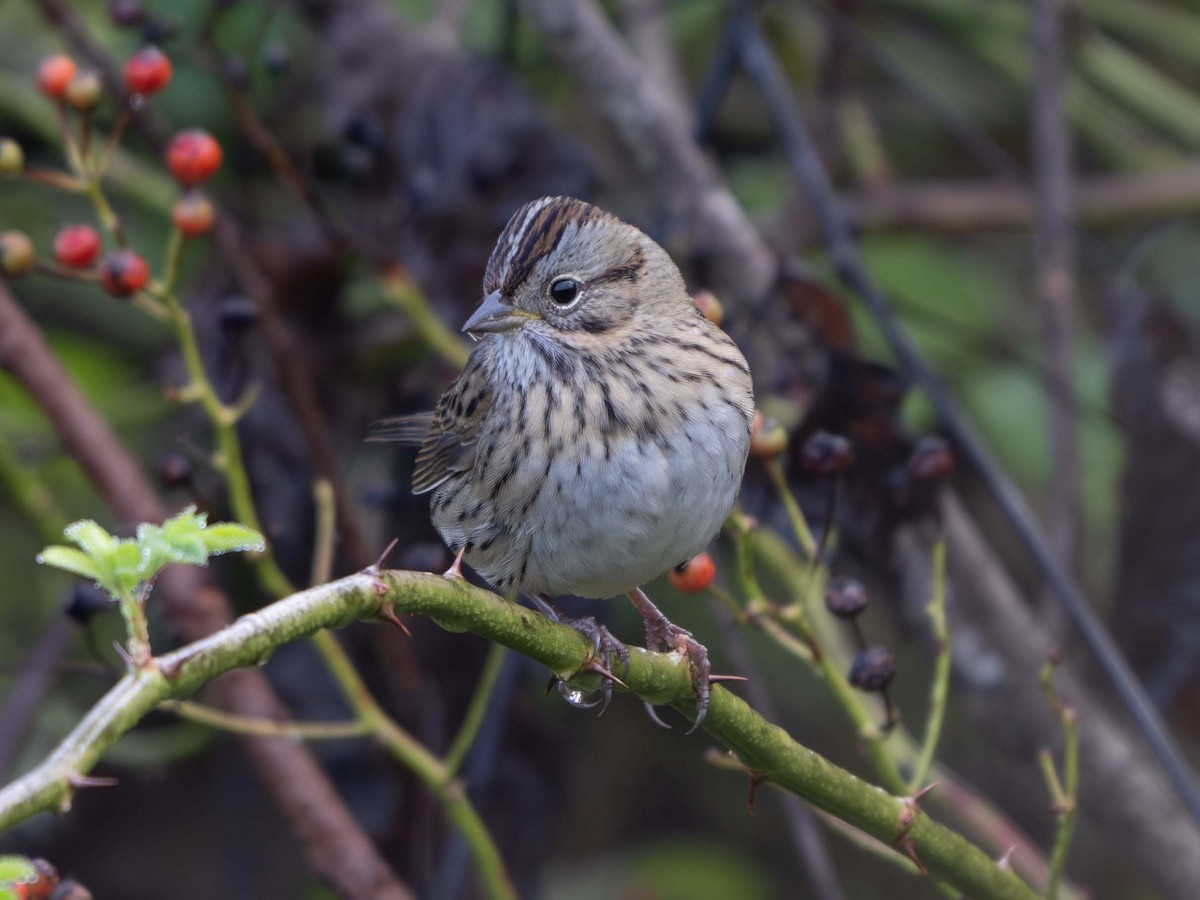Lincoln's Sparrow - ML643888830