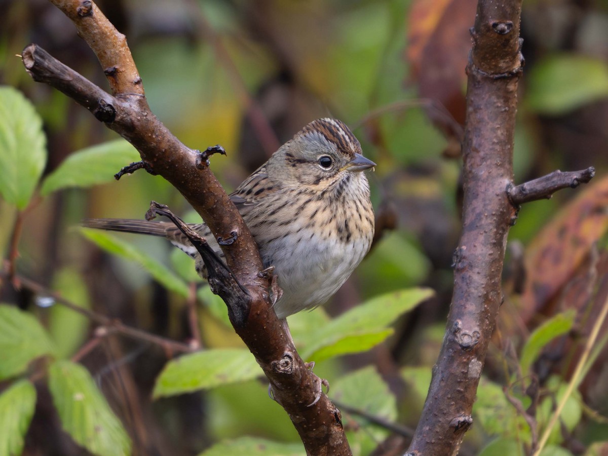 Lincoln's Sparrow - ML643888831