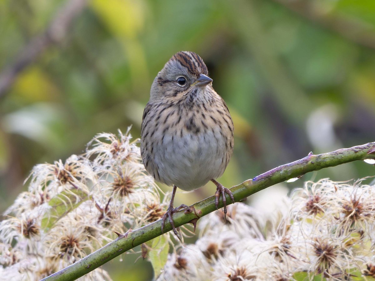 Lincoln's Sparrow - ML643888832