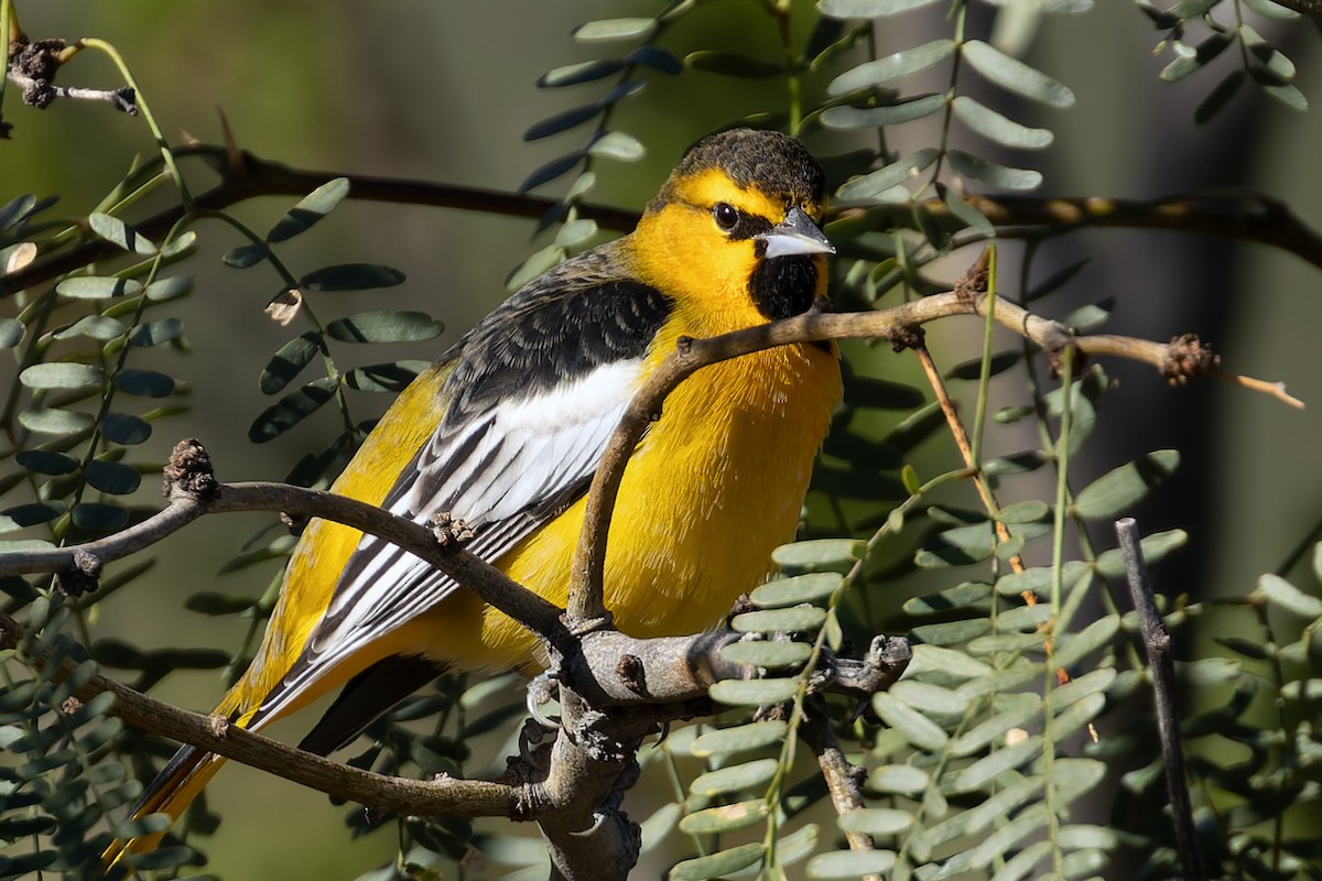 Bullock's Oriole - ML643888838