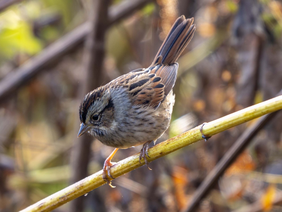 Swamp Sparrow - ML643888845