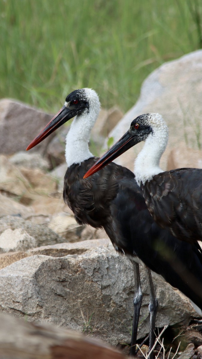 African Woolly-necked Stork - ML643888864