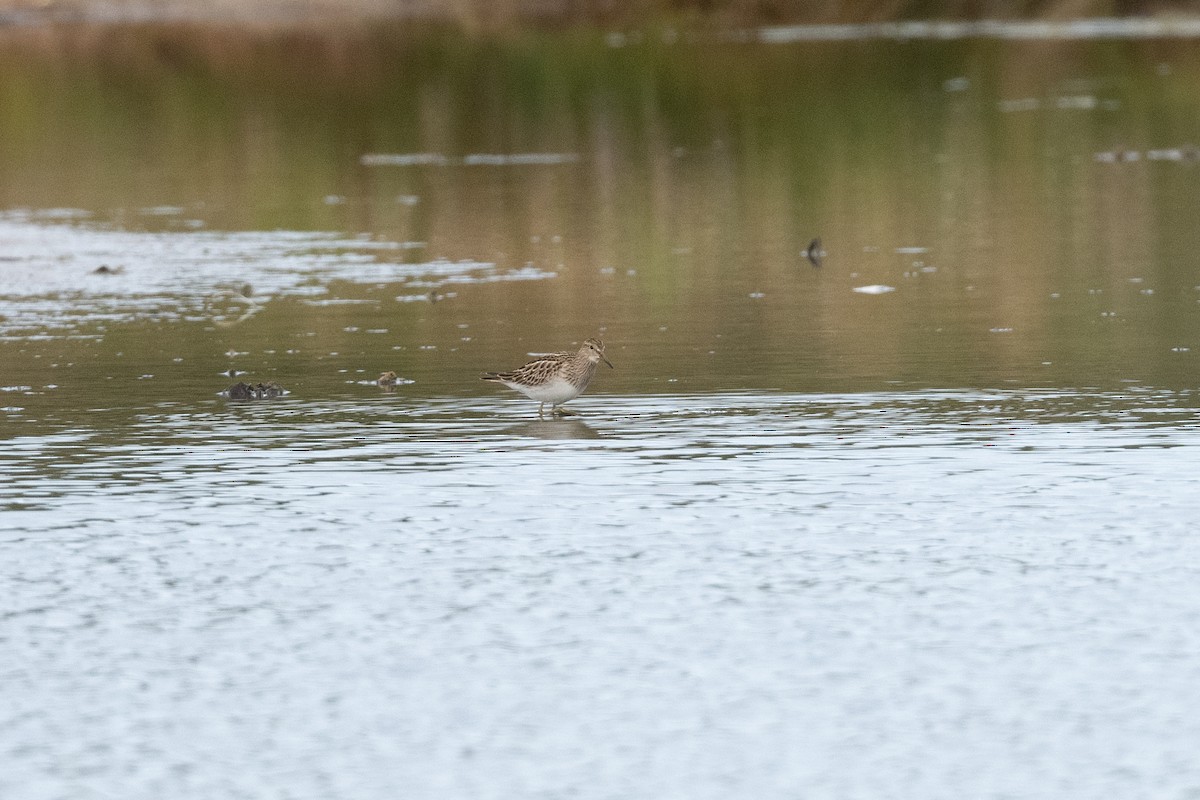 Pectoral Sandpiper - ML643888901