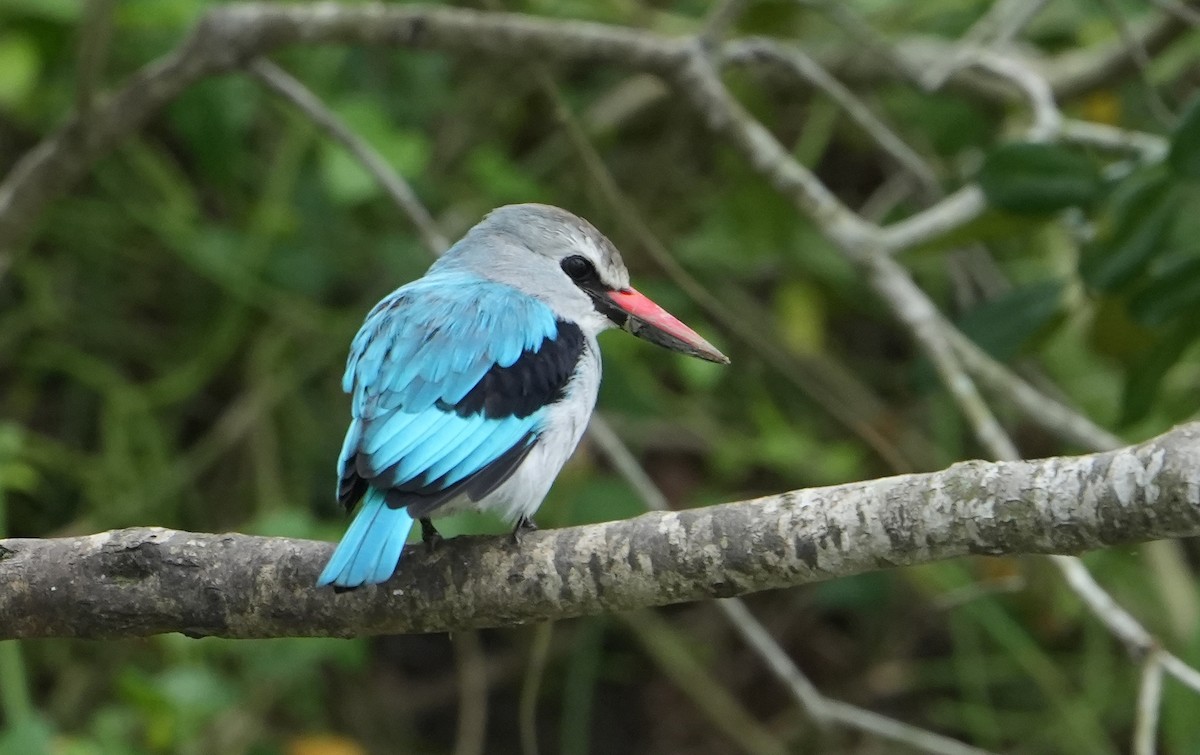 Woodland Kingfisher - ML643888906
