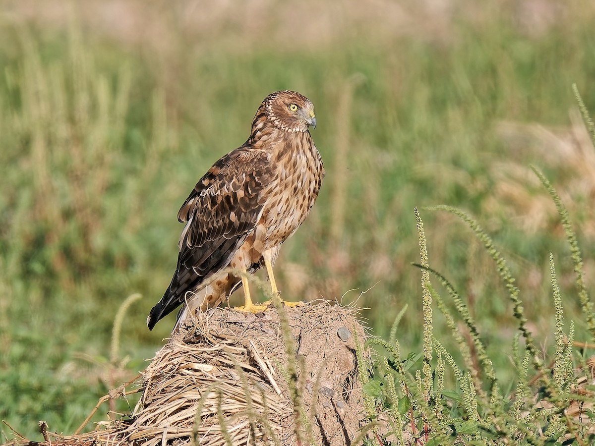Northern Harrier - ML643888908