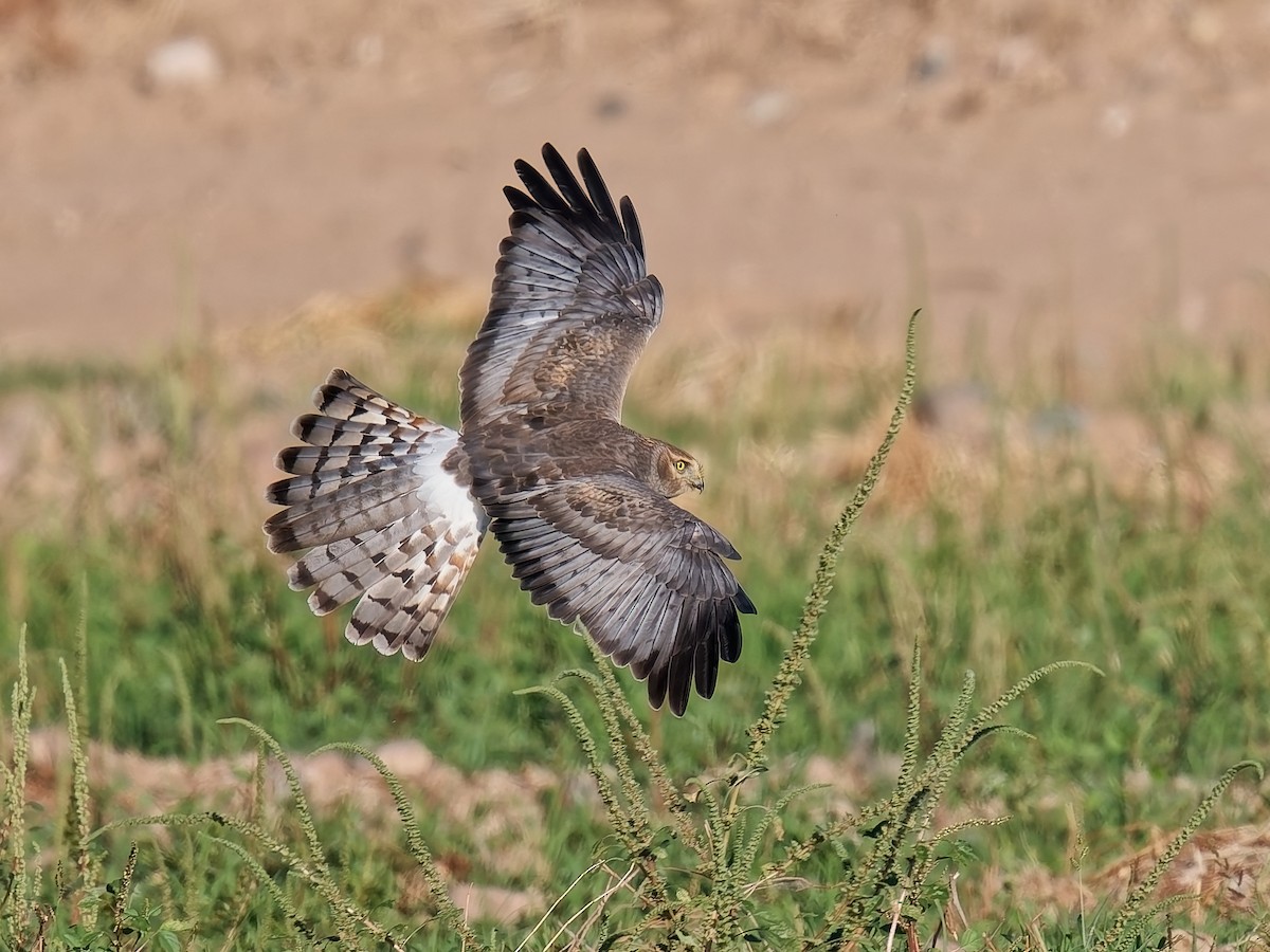 Northern Harrier - ML643888909
