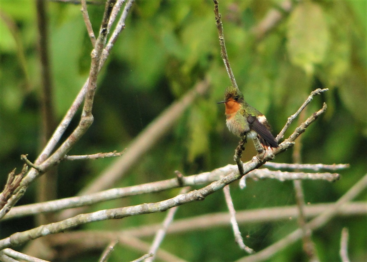 Tufted Coquette - Carlos Otávio Gussoni