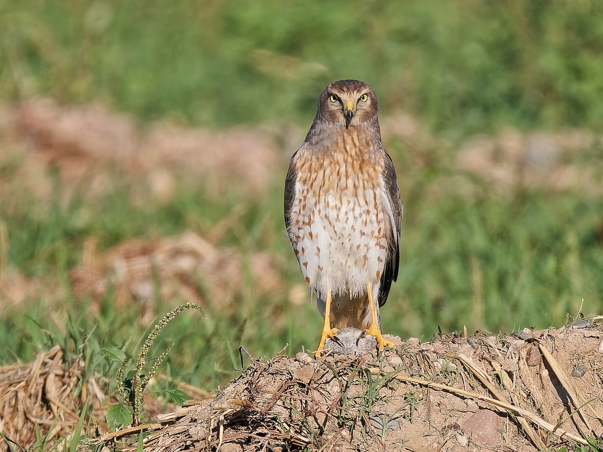 Northern Harrier - ML643888910