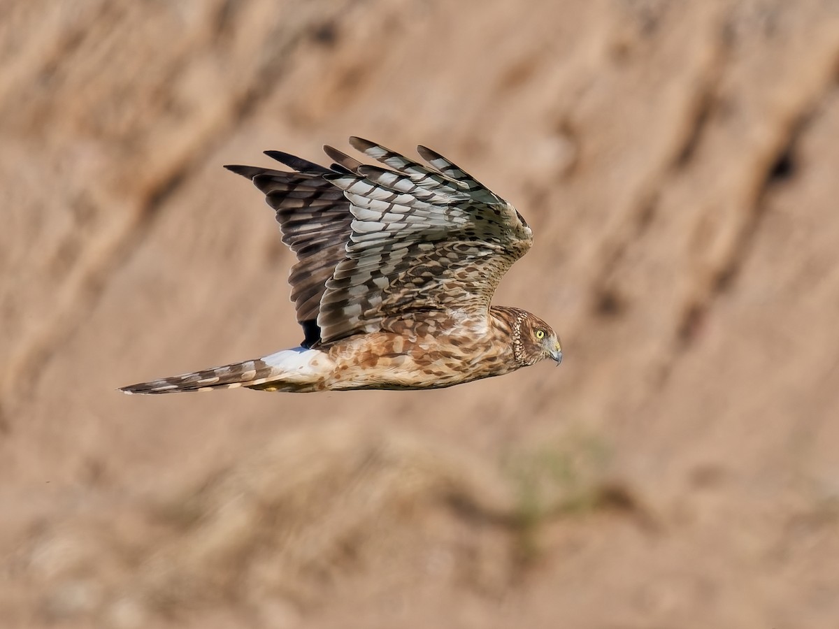 Northern Harrier - ML643888911