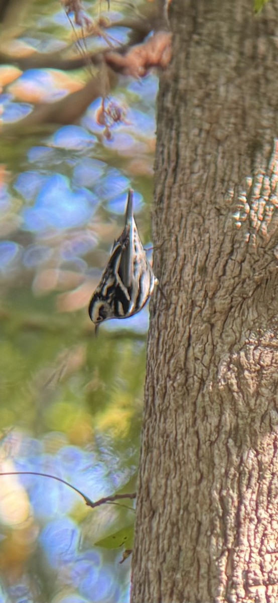 Black-and-white Warbler - ML643888912