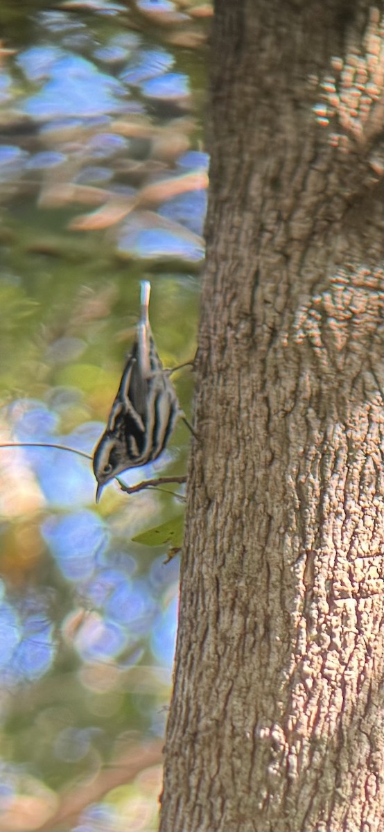Black-and-white Warbler - ML643888913