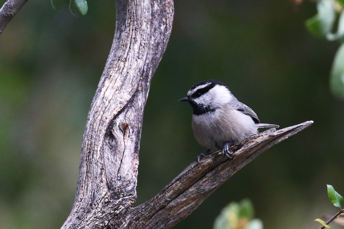 Mountain Chickadee - ML643888917