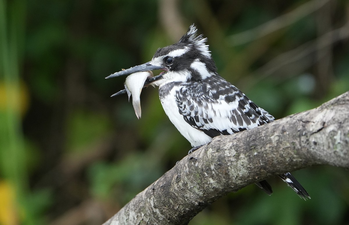 Pied Kingfisher - ML643888929