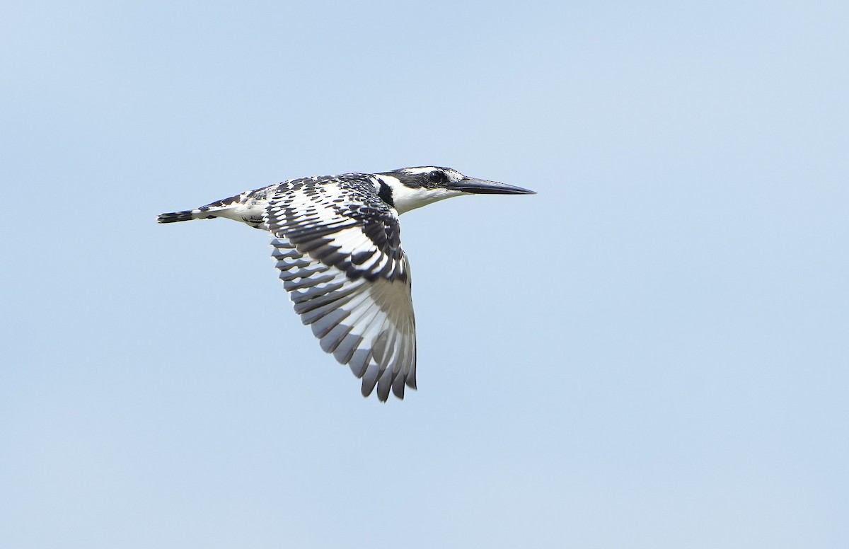 Pied Kingfisher - ML643888930