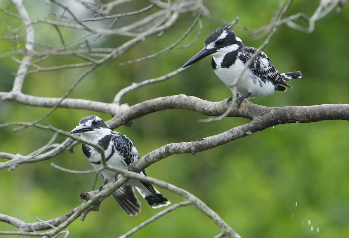 Pied Kingfisher - ML643888931