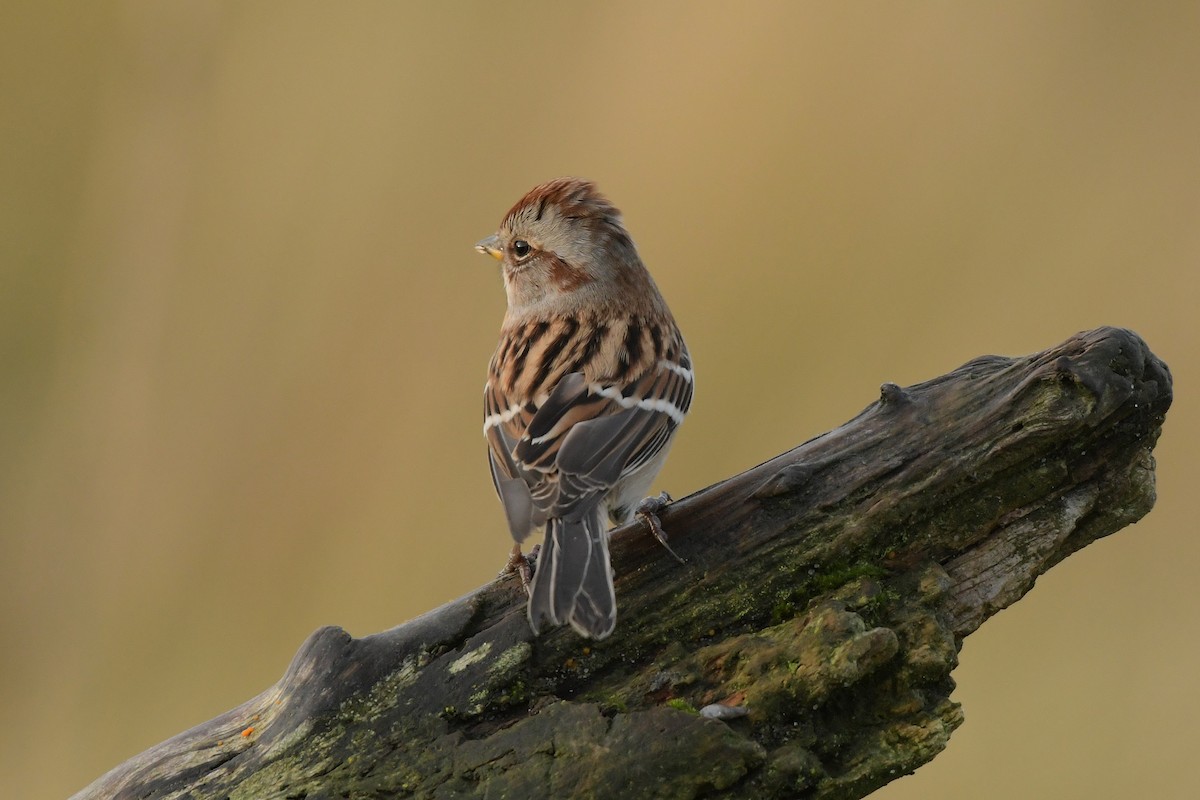 American Tree Sparrow - ML643888932